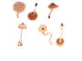 Cortinarius (Tel.) diasemosporus Lamoure var. diasemosporus , Zitronenmelissen-Gürtelfuß , Hellsporiger Gürtelfuß