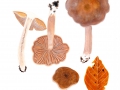 Cortinarius (Tel.) rheubarbarinus Hry. , Rhabarber-Wasserkopf