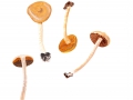 Cortinarius (Tel.) spec. 10