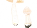 Cortinarius caperatus (Pers.: ) Fr. , Reifpilz, Zigeuner, Runzelschüppling 2