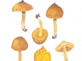 Cortinarius olivaceofuscus Kühner , Grünblättriger Hautkopf , Grauockerfarbener Schleimkopf 2