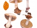 Cortinarius tigrinipes Bergeron , Tigerstieliger Gürtelfuß