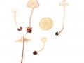 Cystolepiota aldulterina (F.H.Moeller) Bon , Trügerischer Mehlschirmling , Fastberingter Heckenmehlschirmling