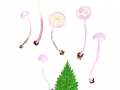 Cystolepiota bucknallii (Berk. & Broome) Singer & Clémencon, Violetter Mehlschirmling, Lilafarbener Skatol-Mehlschirmling