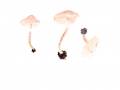 Cystolepiota moelleri Knudsen , Rosa Mehlschirmling, Rötlicher Mehlschirmling