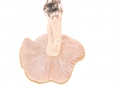 Entoloma saundersii (Fr.) Sacc. var. saundersii , Silbergrauer Rötling 1