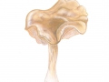 Entoloma saundersii  (Fr.) Sacc. var. saundersii , Silbergrauer Rötling 2