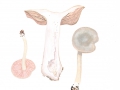 Entoloma saundersii (Fr.) Sacc. var. saundersii , Silbergrauer Rötling 3