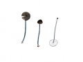 Entoloma spec.