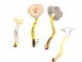 Gomphidius maculatus (Scop.) Fr. , Fleckender Lärchen-Schmierling, Gefleckter Gelbfuß