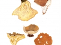 Helvella acetabulum (L.) Quél. , Hochgerippte Becher-Lorchel, Pokal-Rippenbecherling