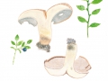Hydnellum glaucopus  Maas Geest. & Nannf. , Blaufüßiger Braunsporstacheling, Blaufüßiger Stacheling 2