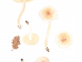 Hygrophorus unicolor Gröger , Orangefalber Schneckling , Seidiggerandeter Schneckling