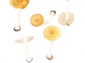 Inocybe mixtilis  (Britzellm.) Sacc. , Gerandetknolliger Risspilz, Napfknolliger Frühlings-Risspilz
