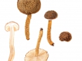 Inocybe stellatospora (Peck) Massee , Wollrisspilz