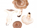 Lactarius fluens Boud. , Braunfleckender Milchling , Braunfleckiger Milchling