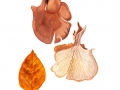 Lentinellus cochleatus (Pers.: Fr.) Karst. var. cochleatus , Anis-Zähling