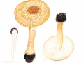 Lepiota aspera (Fr.) Quél. , Spitzschuppiger Schirmling , Rauer Schirmling