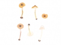 Lepiota castanea Quél. , Rotbrauner Zwerg-Schirmling , Kastanienbrauner Schirmling