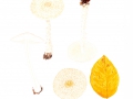 Lepiota clypeolaria (Bull.: Fr.) Kumm. , Wolliggestiefelter Schirmling