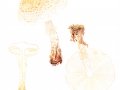 Lepiota cortinarius J:E.Lange , Schleierschirmling