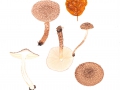 Lepiota echinacea J.E.Lange , Igelschirmling , Igel-Stachelschirmling , Igel-Mehlschirmling