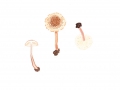 Lepiota echinella Quél. & G.E.Bernhard var. echinella , Borstiger Schirmling , Feinborstiger Schirmling , Rostborstiger Schirmling