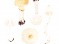 Lepiota ignivolvata Bousset & Joss. ex Joss. , Feurigbescheideter Schirmling, Beschuhter Schirmling, Feuerfüßiger Schirmling