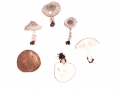 Lepiota jacobi Vellinga & Knudsen , Wollstieliger Stachelschirmling