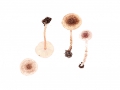 Lepiota tomentella J.E.Lange , Schwachfilziger Schirmling