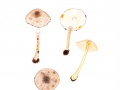 Leucocoprinus badhamii (Berk. & Broome) Locq. , Anlaufender Egerlingsschirmling
