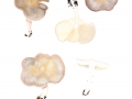 Melanoleuca subpulverulenta  (Pers.) Sing. , Bereifter Weichritterling