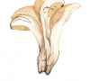 Meripilus giganteus  (Pers.: Fr.) Karst. , Riesenporling 2