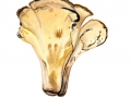 Meripilus giganteus (Pers.: Fr.) Karst. , Riesenporling3