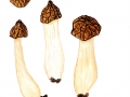 Morchella semilibera DC.: Fr. , Halbfreie Käppchen-Morchel, Halbfreie Morchel, Glockenmorchel