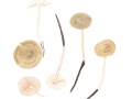Mycena galericulata  (Scop.: Fr.) Gray , Rosablättriger Helmling