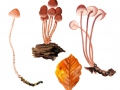 Mycena haematopus (Pers.: Fr.) Kumm. , Großer Blut-Helmling