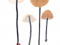Mycetinis alliaceus (Jacq.) Earle ex A.W.Wilson & Desjardin , Langstieliger Knoblauchschwindling