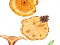 Paxillus involutus (Batsch.: Fr.) Fr. , Kahler Krempling