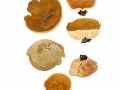 Peziza varia (Hedw.) Fr. , Riesen-Becherling, Wachsbecherling, Veränderlicher Riesen-Becherling