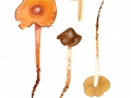 Phaeocollybia christinae (Fr.) R.Heim , Orangeroter Wurzelschnitzling, Ockerroter Wurzelschnitzling