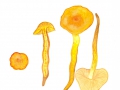 Pholiota astragalina (Fr.) Singer , Safranroter Schüppling , Safranschüppling