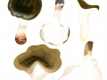 Picipes melanopus (Pers.) Zimitr. & Kovalenko , Schwarzfuß-Stielporling, Schwarzfuß-Porling