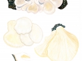 Pleurotus pulmonarius  (Fr.) Quél. , Lungen-Seitling, Sommer-Seitling, Löffelförmiger Seitling