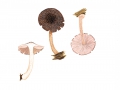 Pluteus umbrosus (Pers.: Fr.) Kumm. , Schwarzflockiger Dachpilz , Aderiger Dachpilz