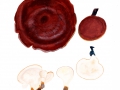 Polyporus badius (Pers.) Schwein. , Kastanienbrauner Porling , Schwarzroter Stielporling