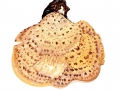Polyporus squamosus  Huds.: Fr. , Schuppiger Porling, Schuppiger Stielporling 2