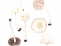 Psathyrella candolleana  (Fr.: Fr.) Maire , Behangener Mürbling, Behangener Faserling