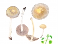 Psathyrella spadiceogrisea (Schaeff.) Maire var. spadiceogrisea , Schmalblättriger Faserling, Früher Mürbling, Früher Faserling