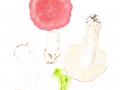 Russula aquosa Leclair , Wässriger Moor-Täubling, Sumpf-Täubling, Fastmilder Täubling